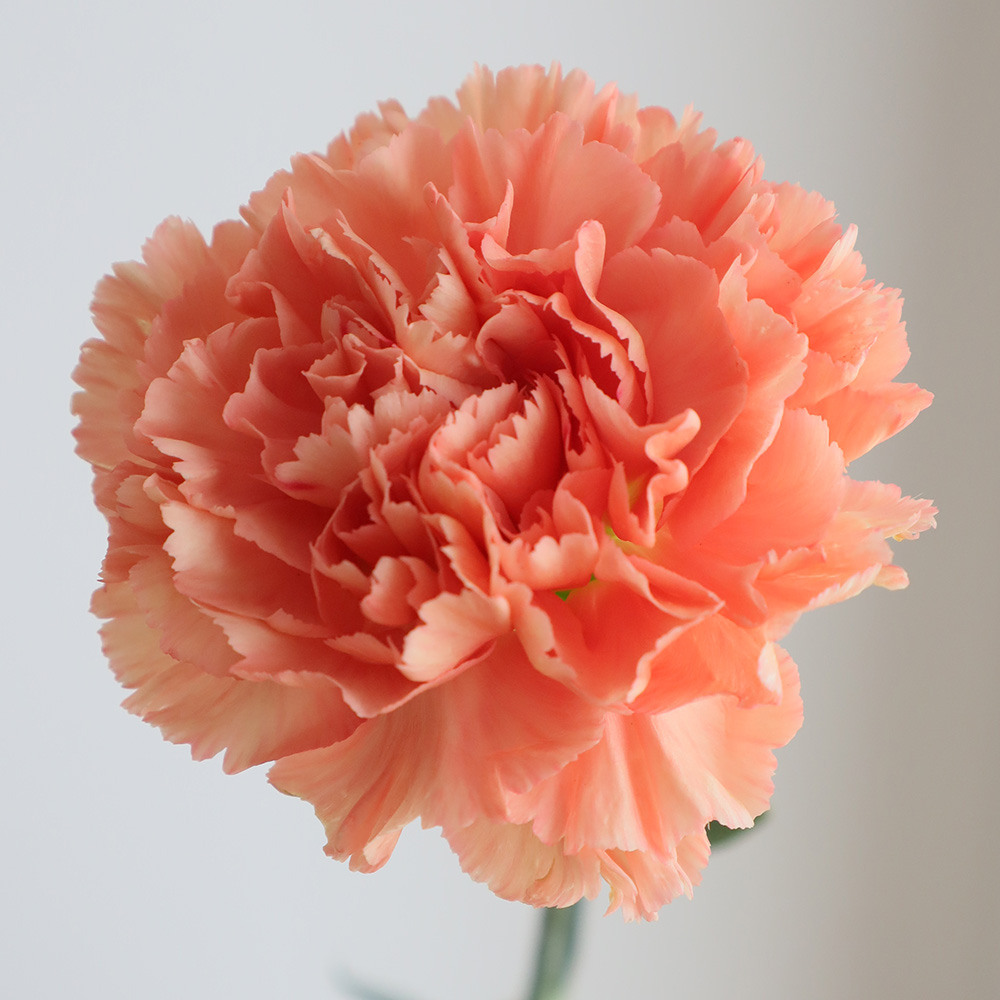 直前】カーネーション 濃オレンジ系(エルメスオレンジなど)コロンビア