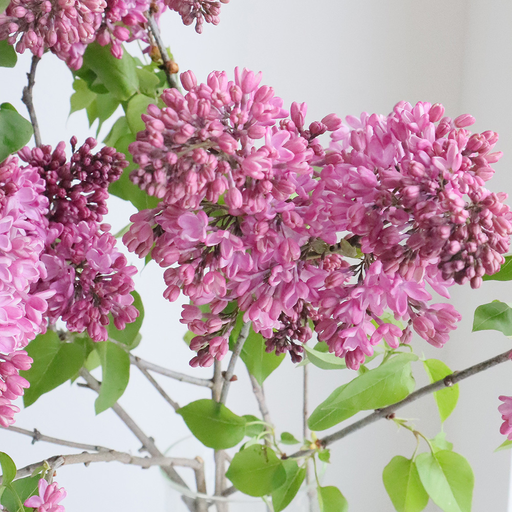 生花】国産ライラックスプレー(ピンク)JA須高 80cm程度【OT】 - 花材