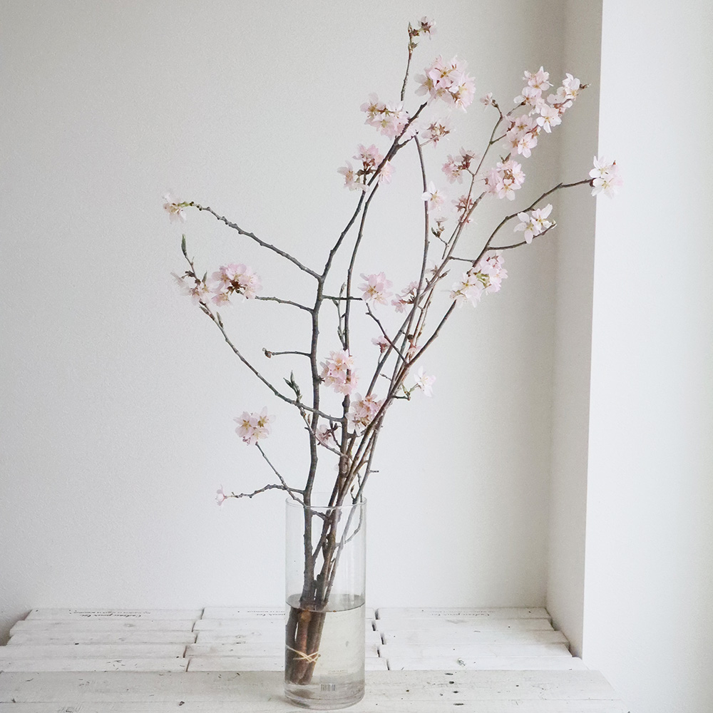 08直前FJ】桜 春ときめき(7-80cm程度)JA全農ぐんま【生花】 - 花材通販
