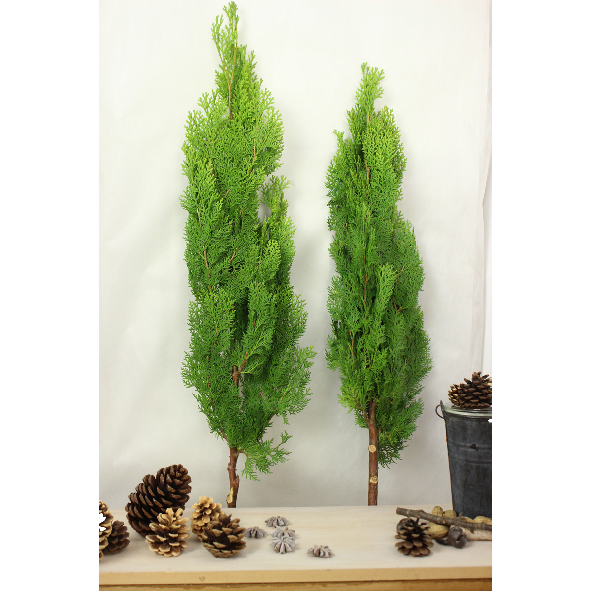 生花】コニファー エレガンティシマ(イエローグリーン平葉)※商品説明を