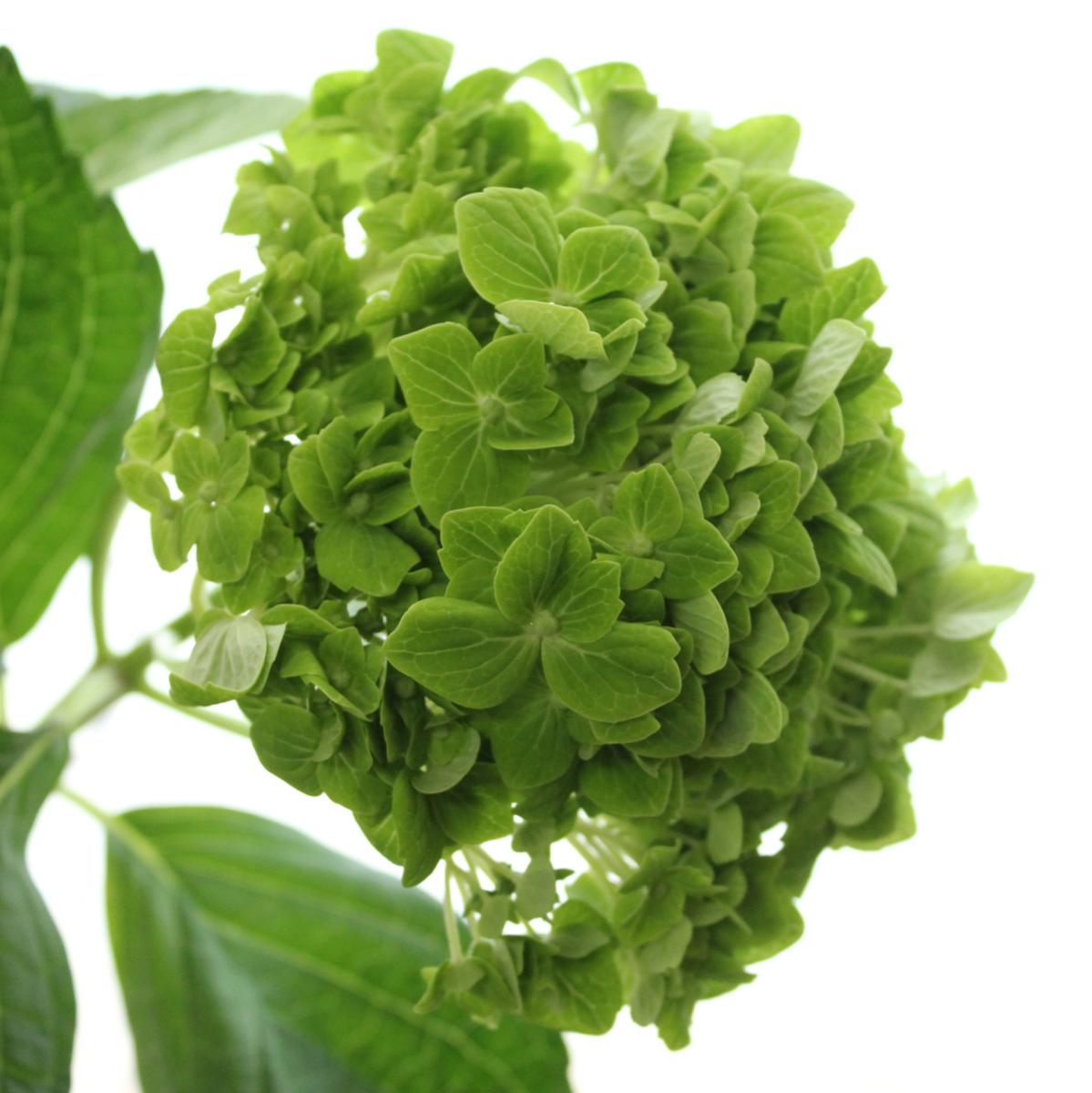 生花】フレッシュアジサイ プレミアムエメラルド(グリーン) - 花材通販