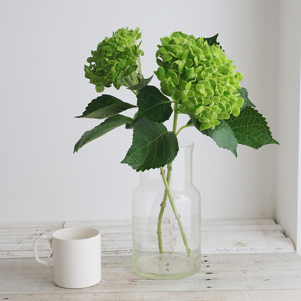 生花】輸入アジサイ 抹茶orエメラルド(濃いグリーン)【OR-89】 - 花材