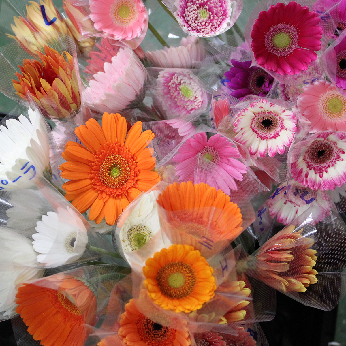 直前0907】【さぎやま】ガーベラ 今秋初入荷品種☆25本セット(大輪&小