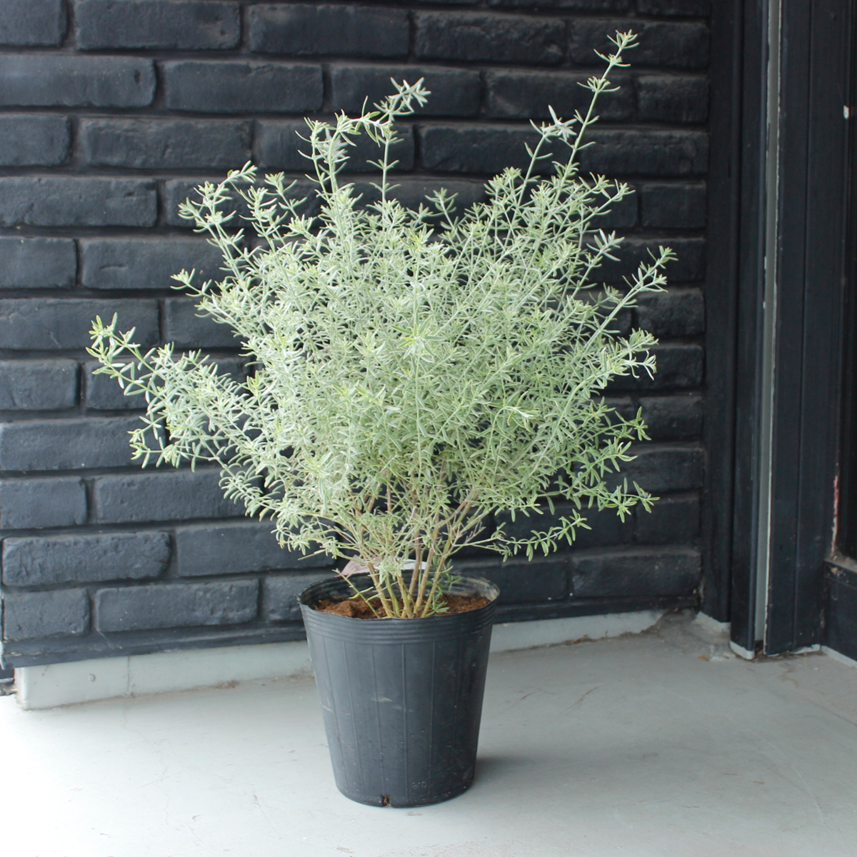 送料無料】【生花/即納】オーストラリアンローズマリーウエストリン