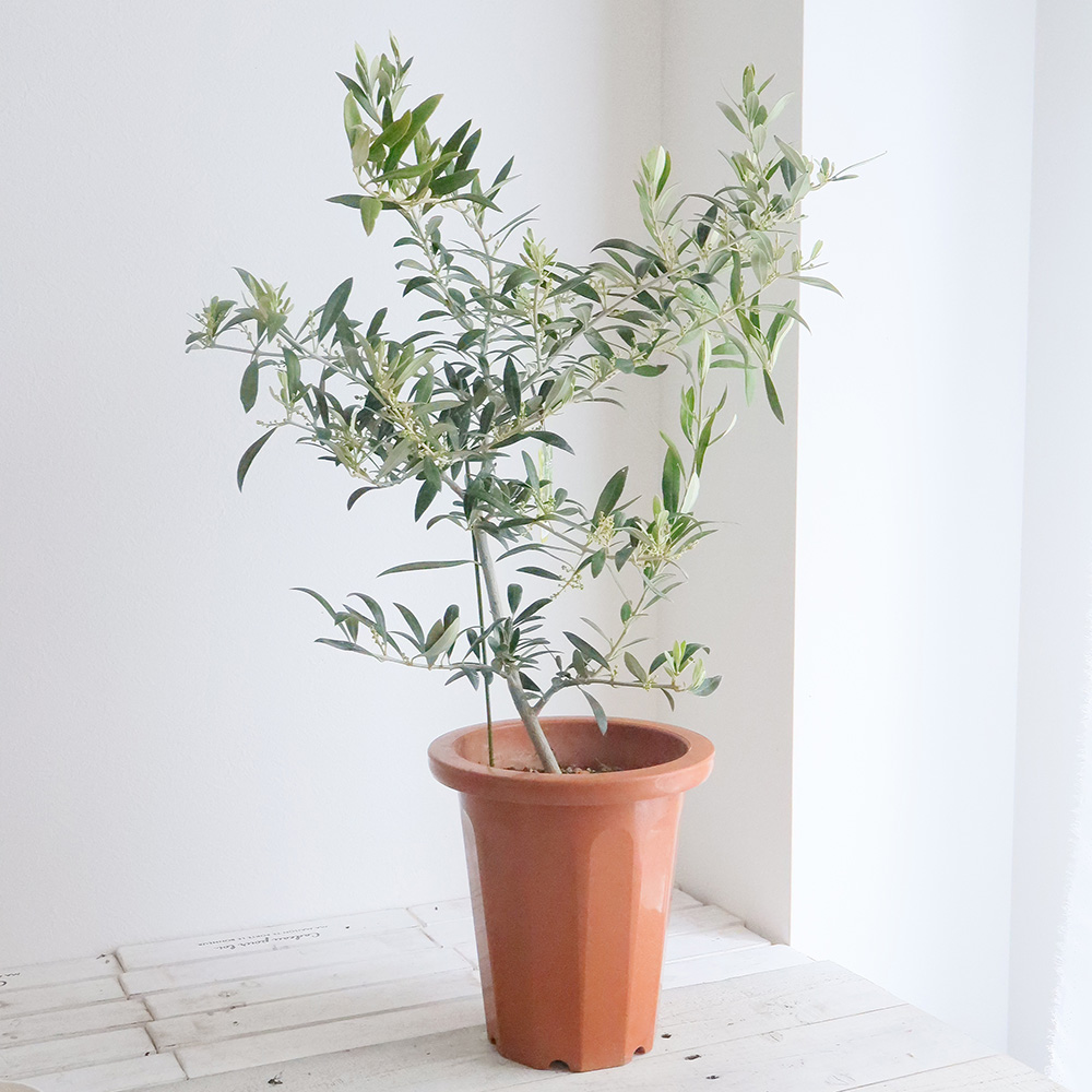 送料無料】【生花/鉢】観葉植物 オリーブの鉢(7寸鉢)※北海道・九州