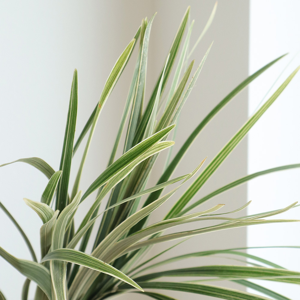 生花】ミスカンサス[斑入り] 束単位【OT】 - 花材通販はなどんやアソシエ