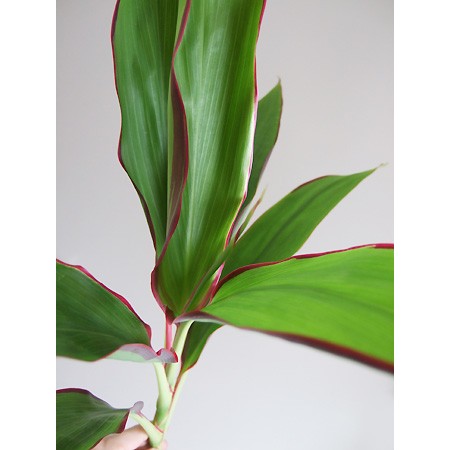 生花】ドラセナ アトムファイヤー(グリーン×赤) - 花材通販はなどんや
