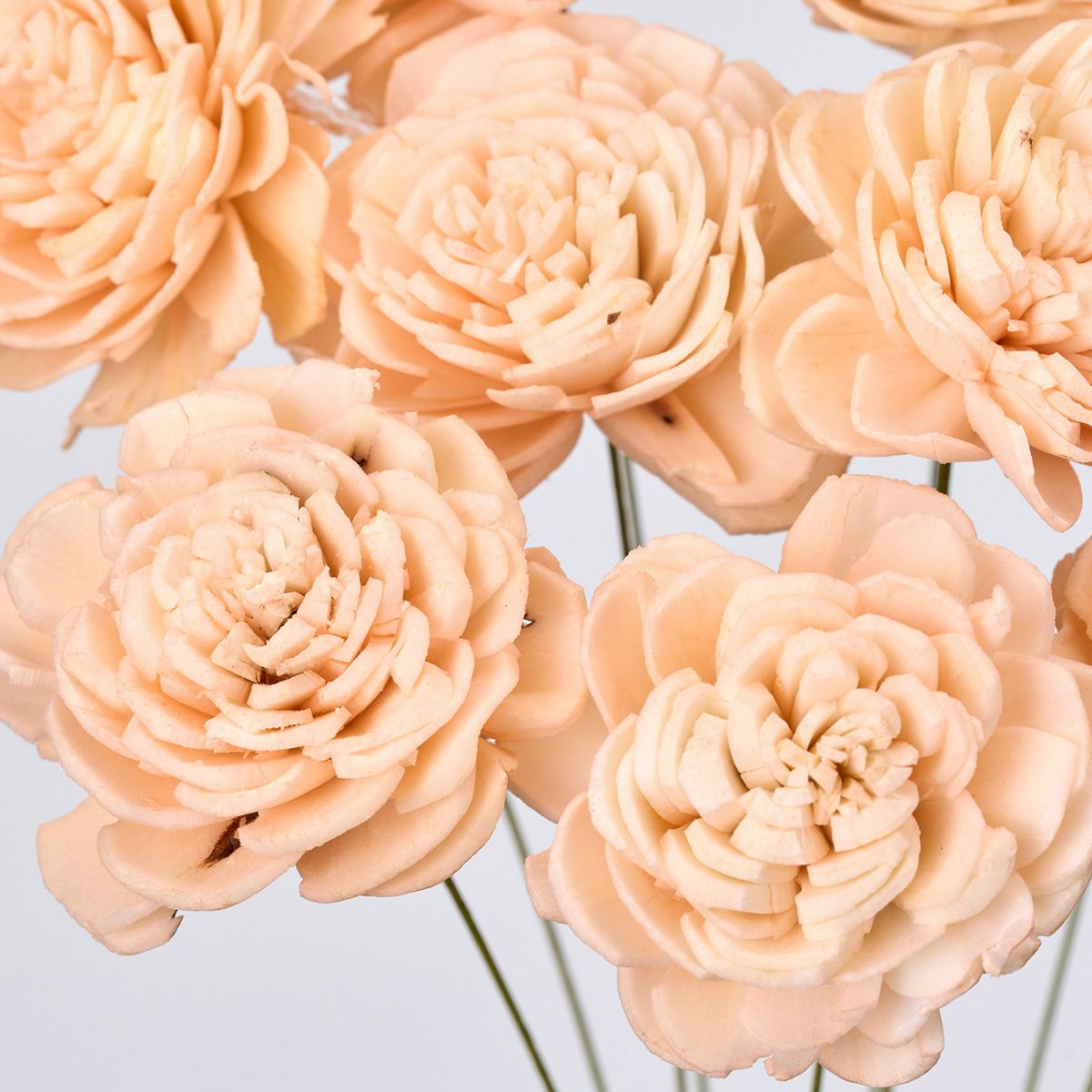 ドライ】東京堂/ソーラーローズ・小 ピーチシャーベット ピーチ