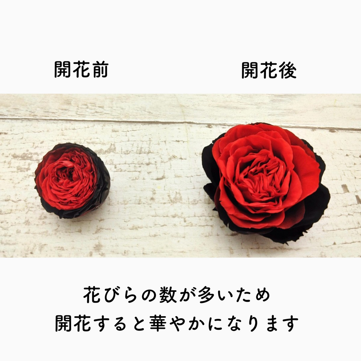 プリザーブド】プリマヴェーラ/ナナ ガーデンローズ 8輪 バニラピンク