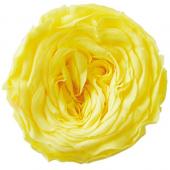 プリザーブド】プリマヴェーラ/ナナ ガーデンローズ 8輪 バニラピンク