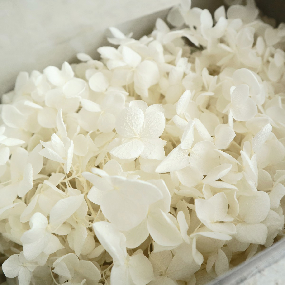 即日☆【プリザーブド】大地農園/アナベル・ヘッド 約2輪 オフホワイト