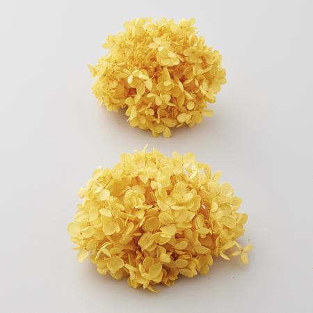 大地農園の「アジサイ｜プリザーブドフラワー」通販 - 花材通販はなど