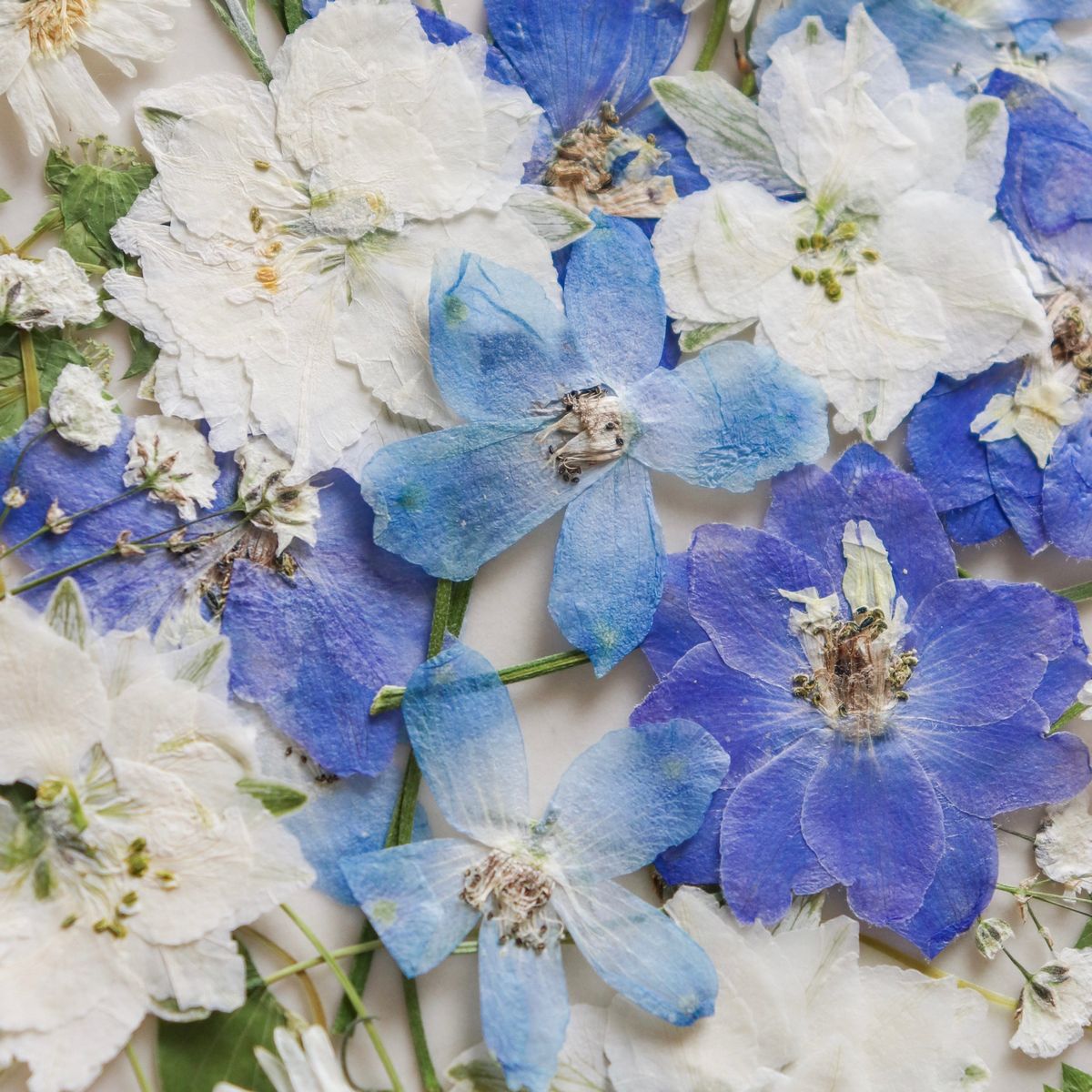 ドライ】m flowers/押し花アソート ブルー×ホワイト 詰め合わせ - 花材