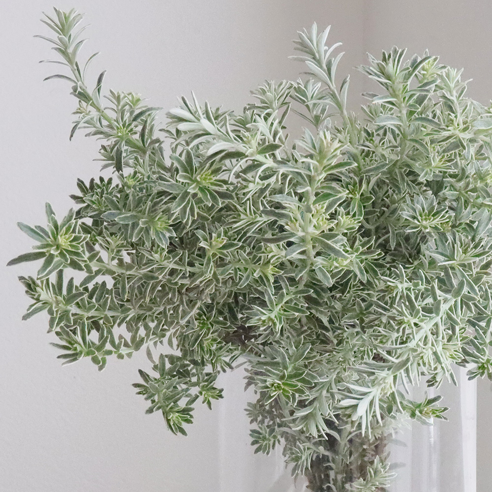 生花】オーストラリアンローズマリー(ウエストリンギア)35センチ程度