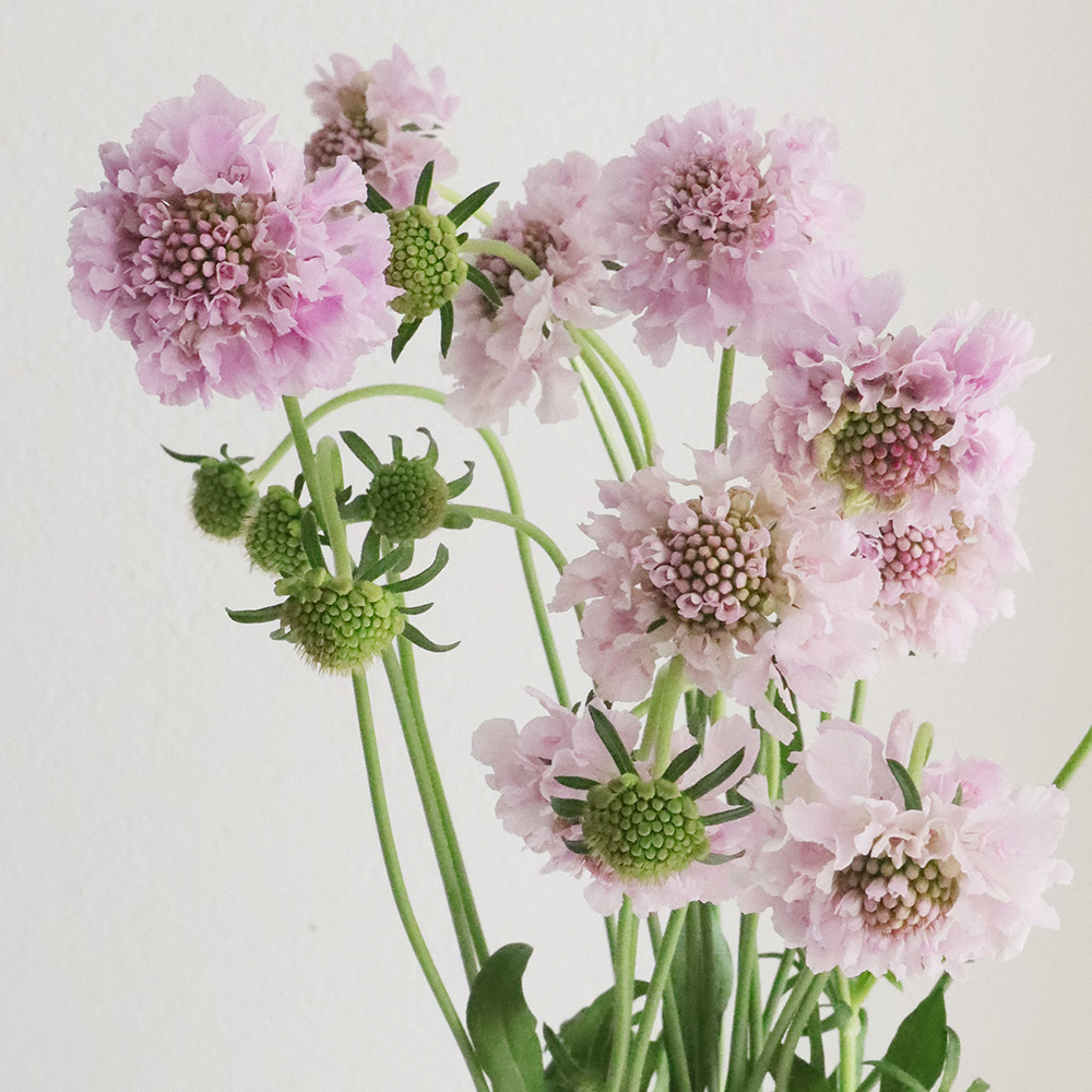 生花】NODAフラワーのスカビオサ:サクラ 淡いピンク(40cm程度)【早締切