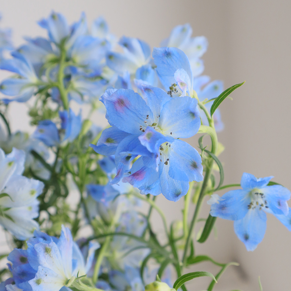 直前!】デルフィニューム プラチナブルー(水色スプレー)50cm 北海道