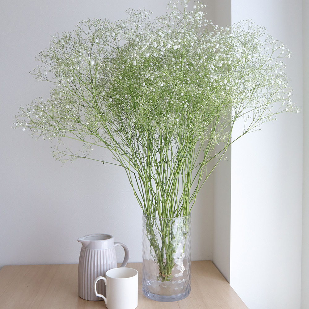 生花】カスミ草 2Lサイズ(ペールスターなど)【OT】 - 花材通販はなどん