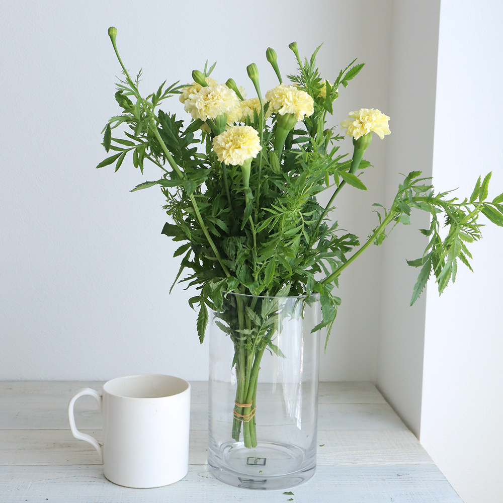 生花】中里園芸さんのマリーゴールド レメディアパール(クリーム)35