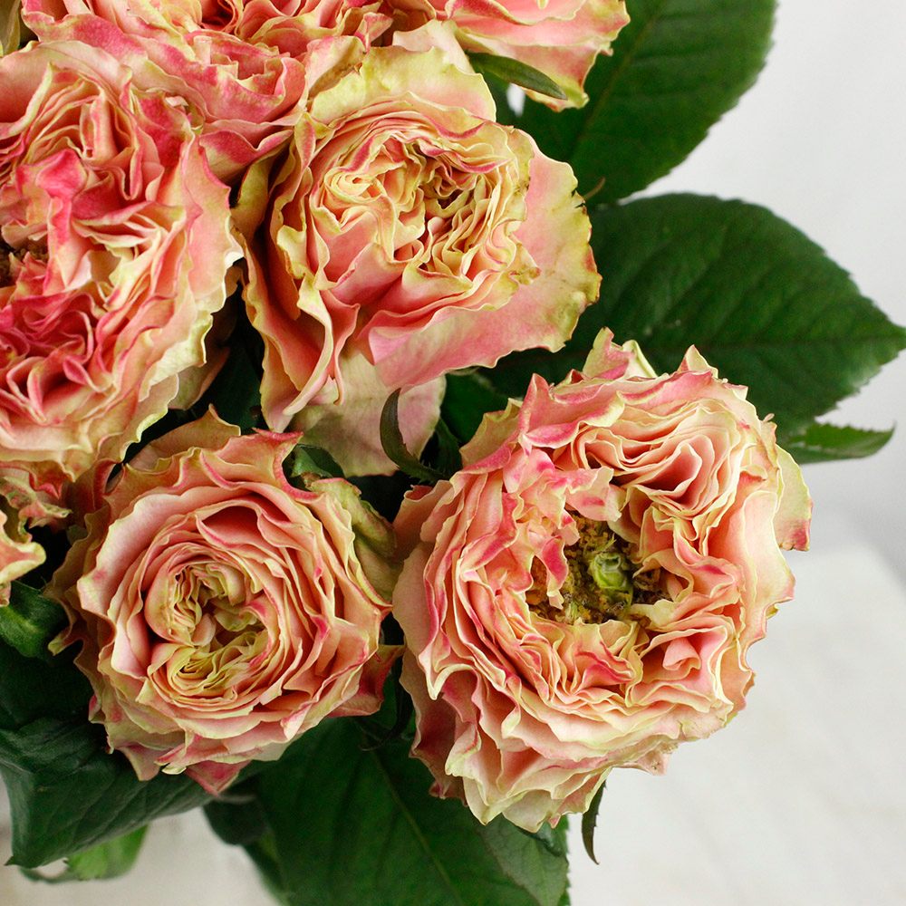 08直前!】バラ スプラッシュアイ(ピンク) 40cm 井上バラ園 - 花材通販