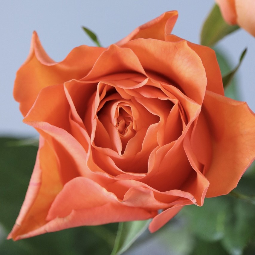 未使用に近い】HERMES ウノドス ローズアザレア×オレンジポピー 未使用