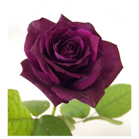 08直前!】 バラ イントゥリーグ(紫)40cm程度 渋谷バラ園【生花】 - 花