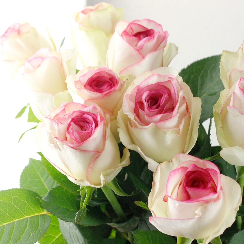 直前!】バラ ドルチェヴィータ+(白×ふちどりピンク)4-50cm程度 - 花材