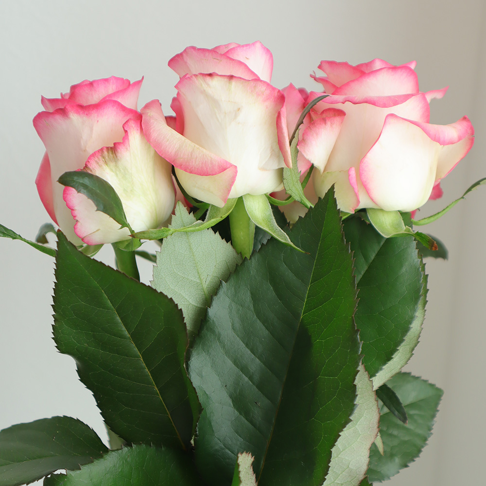 生花】バラ ジュミリア 複色ピンク 60センチ程度【IT-23】 - 花材通販