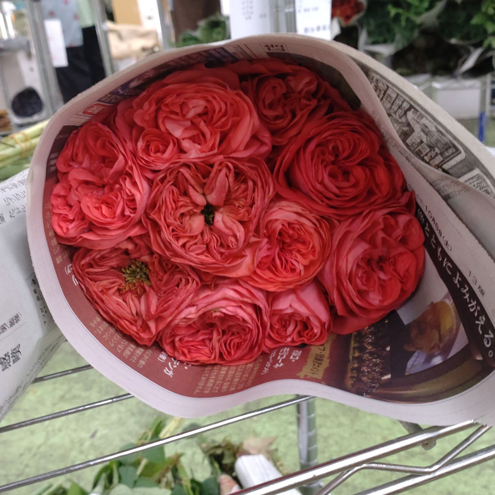 生花】【後藤ばら園】バラ エタンドネ(オリエントピンク)※新品種 30cm