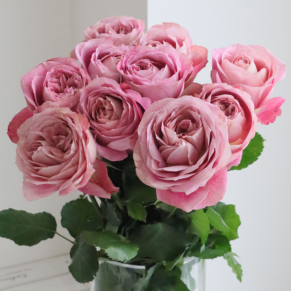 08直前SE】バラ ラストナイトオンアース50cm 堀木園芸【生花】 - 花材