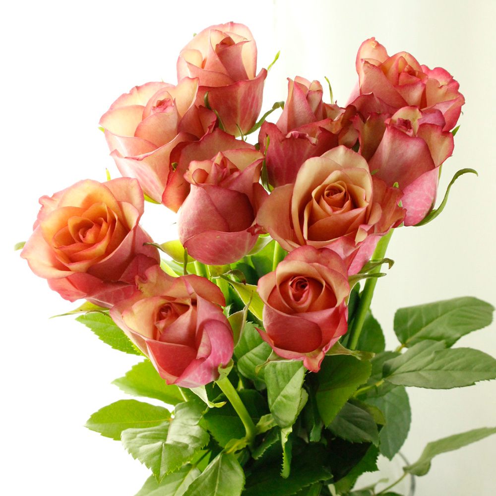 生花】【後藤バラ園】バラ ヴィンテージ【OR-13】 - 花材通販はなどん