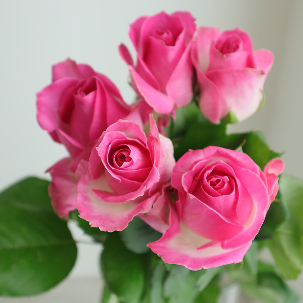 生花】バラ キャンディアバランシェ(ピンク)40CM-【OT】 - 花材通販は