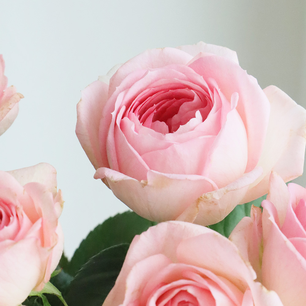 直前!】【生花】バラ マイネリーベ(ピンク・カップ咲き) 50cm 天野バラ