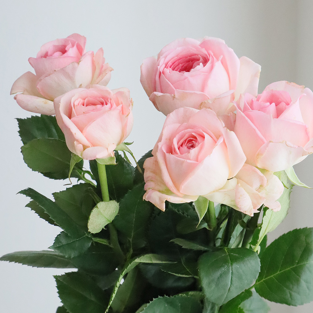 直前!】【生花】バラ マイネリーベ(ピンク・カップ咲き) 50cm 天野バラ