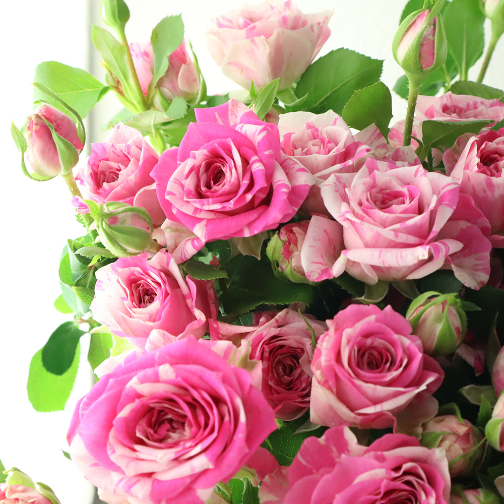 生花】SPバラ マジックソング+ ピンク絞り 國枝バラ園 - 花材通販は