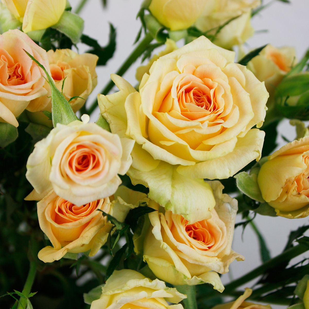 08直前】SPバラ シトラスジュエル JAひまわり 70cm- 香よし! 【生花