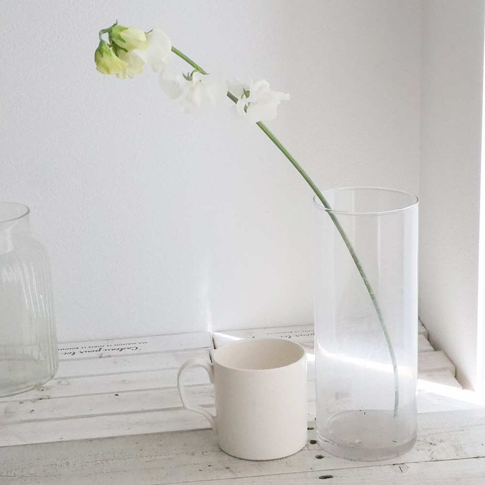 直前】スイトピー メルク(白)A2L JA豊橋 市場担当おすすめ! - 花材通販