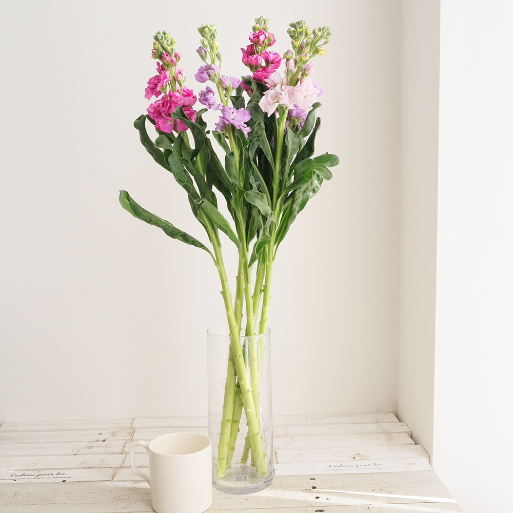 直前!!】八重咲き 1本立ちストック おまかせミックス そう花園 60cm