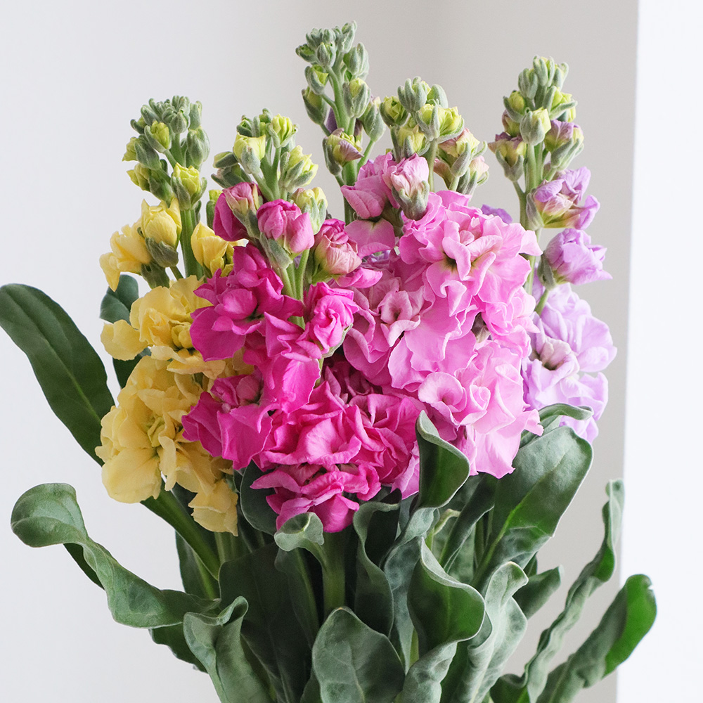 直前!!】八重咲き 1本立ちストック おまかせミックス そう花園 60cm