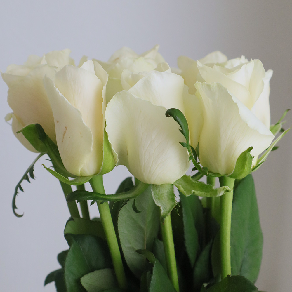 生花】バラ ジューク(オフホワイト系)□今週のオトク【IT-23】 - 花材