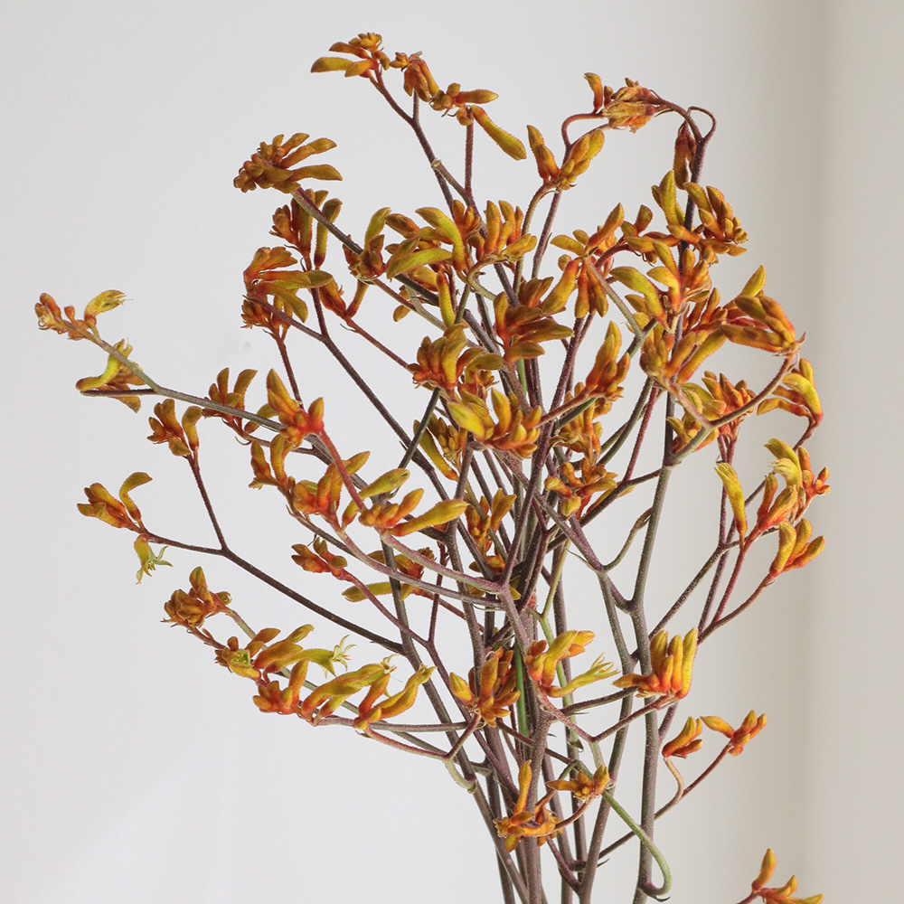 08直前!!】カンガルーポー ブッシュサンセット(オレンジ系) - 花材通販