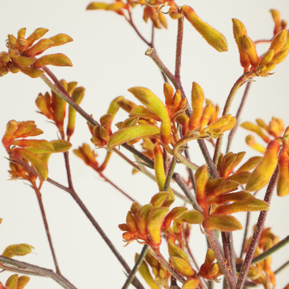 08直前!!】カンガルーポー ブッシュサンセット(オレンジ系) - 花材通販