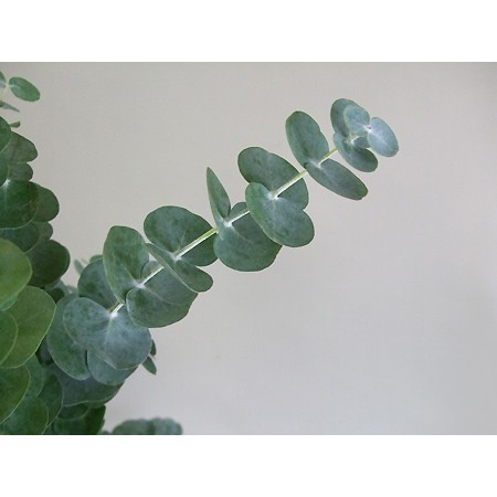 生花】Spot 国産丸葉ユーカリ (新芽) - 花材通販はなどんやアソシエ