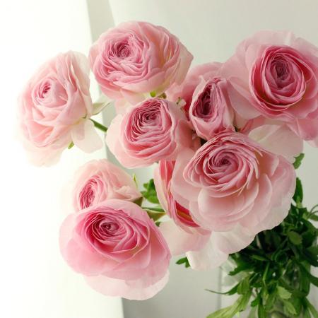 生花】ラナンキュラス 淡ピンク/パルマドールなど30cm 桂農園など高冷