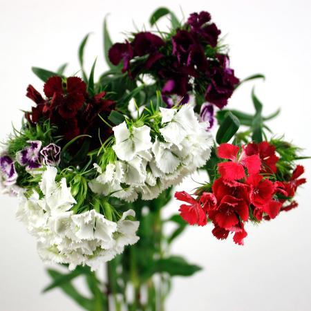 生花】なでしこ スイートミックス 秀70cm - 花材通販はなどんやアソシエ