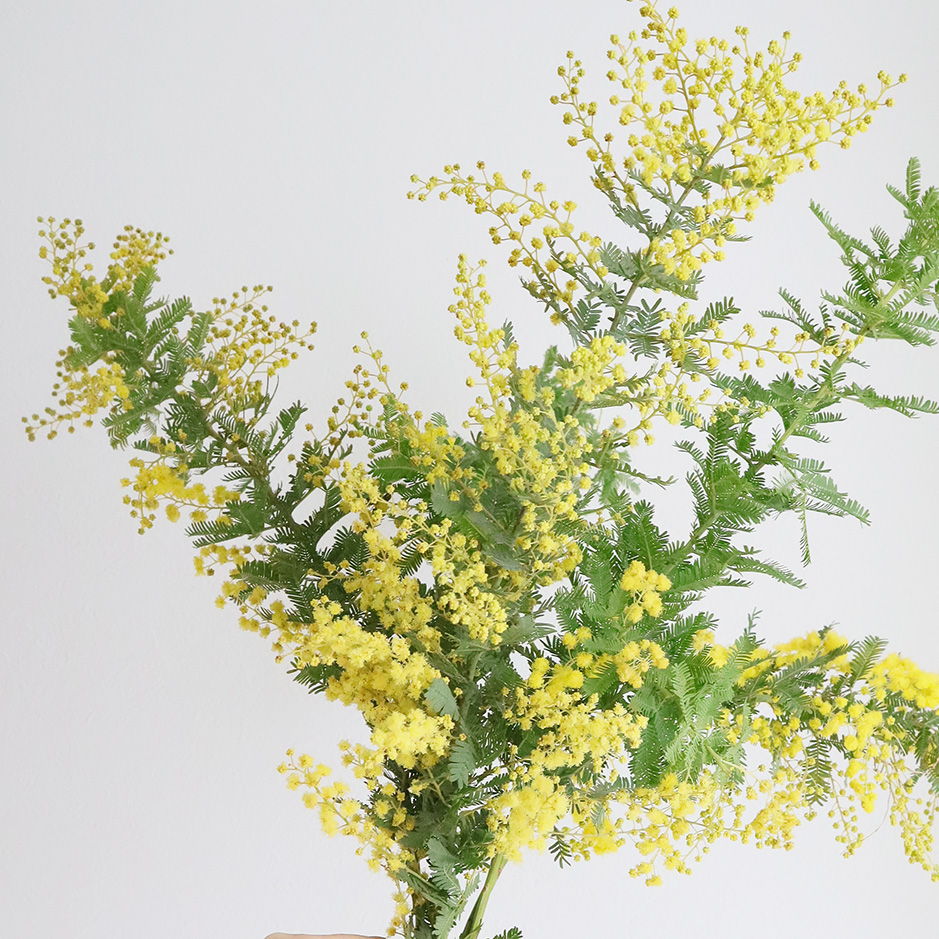 直前!】国産ミモザアカシア さきがけ(3-40cm程度)【生花】 - 花材通販