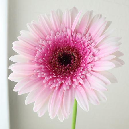 生花】【さぎやま】大輪ガーベラ リザンドラ(ピンク系)入荷少【FJ