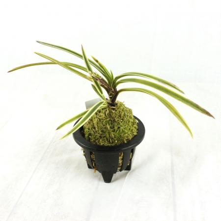 生花/即納】富貴蘭 駿河覆輪(3.5寸鉢) - 花材通販はなどんやアソシエ