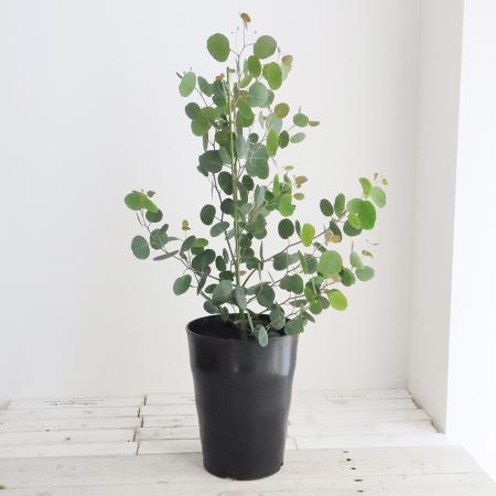 へらーりおまとめリクエスト。幹太ユーカリポポラス2.0M(鉢底から)品番