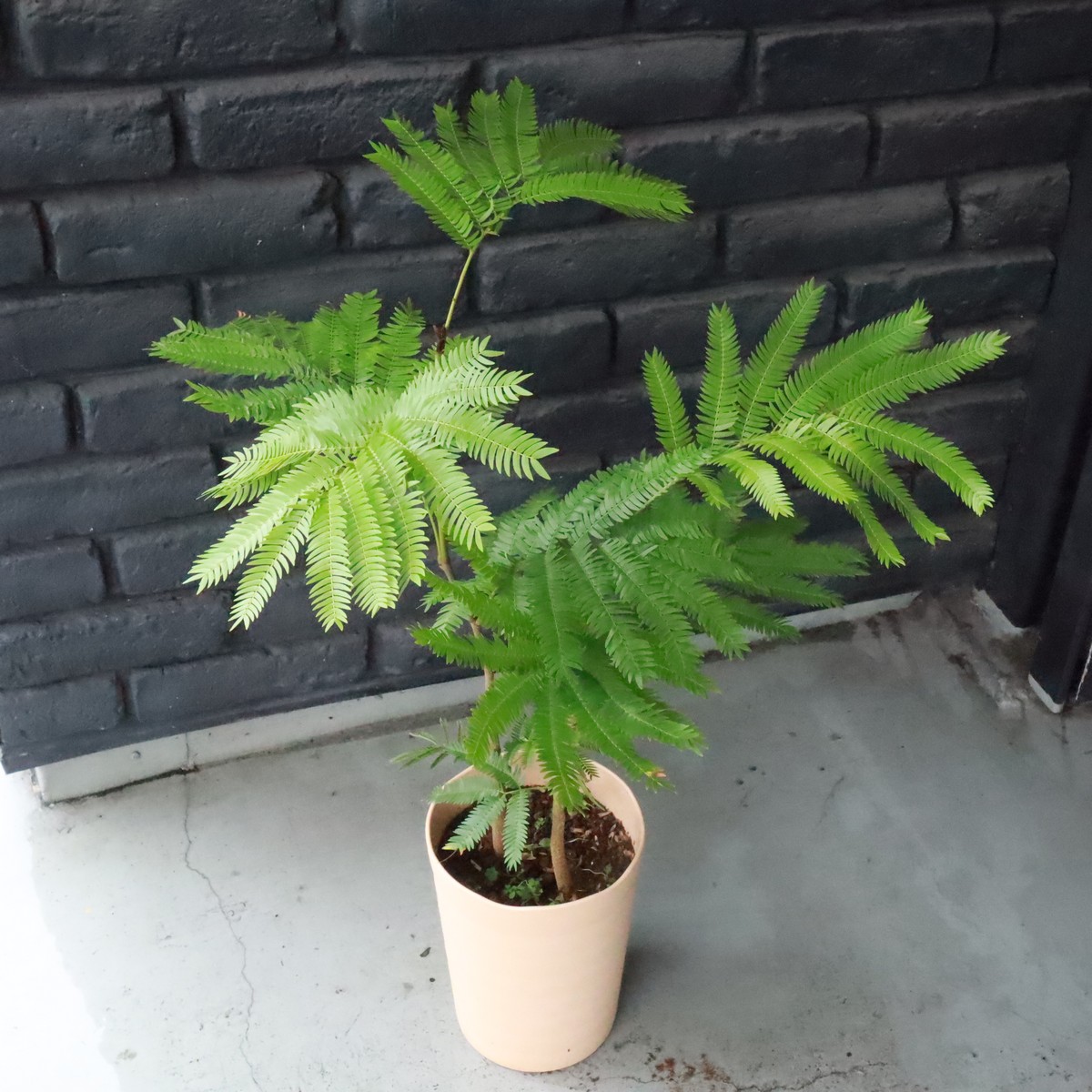 送料無料】【生花/即納】観葉植物 エバーフレッシュの鉢(5寸鉢)※北海道