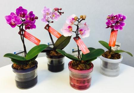 送料無料】【生花/鉢】マイクロ胡蝶蘭(ピンク系)2.5寸鉢 アクアポット